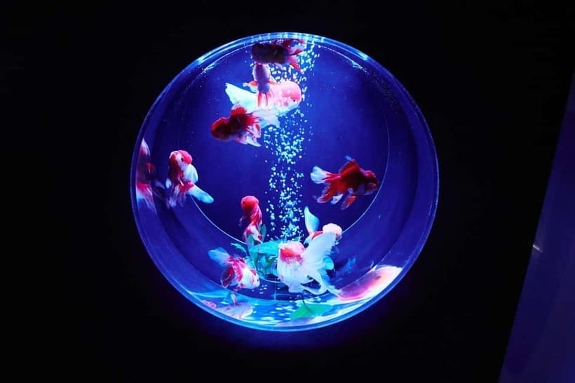 Tokyo: Art Aquarium Museum GINZA Entry Ticket - A short walk through light, music, and scent