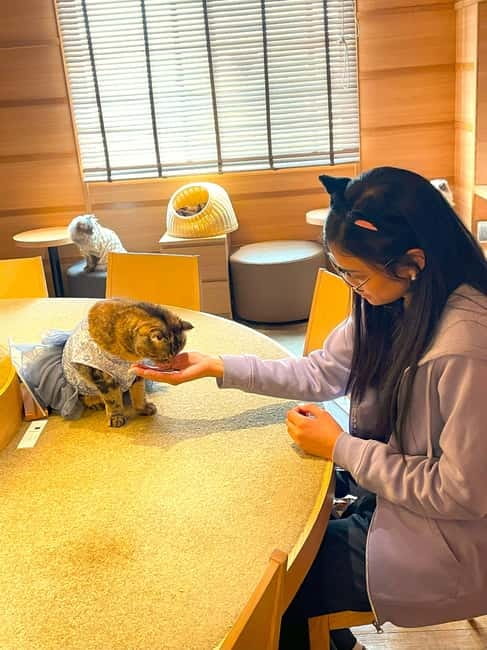 Tokyo: Gotokuji Cat Temple, Shinjuku Cat Cafe & 3D Cat Tour - Cat-themed Tokyo in six useful stops