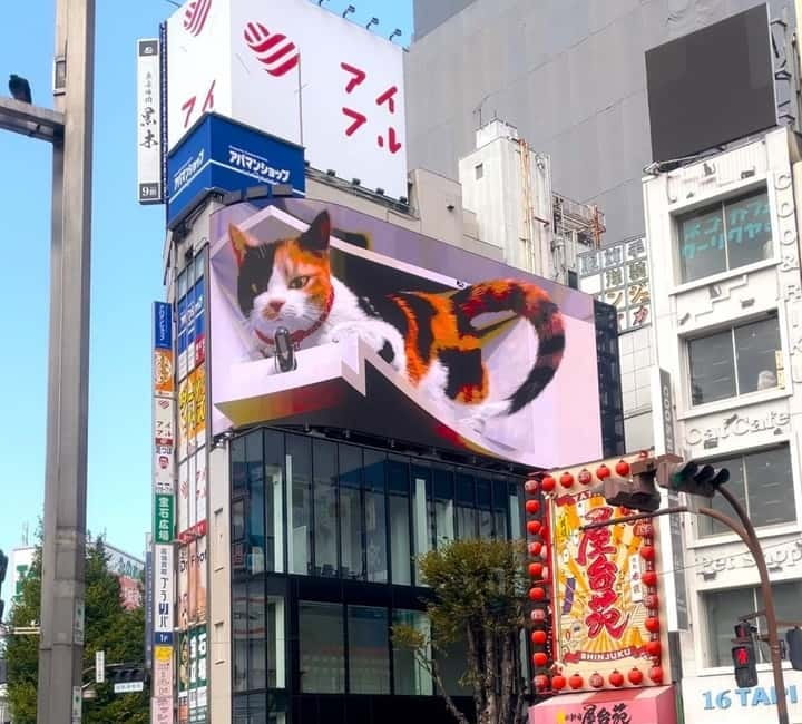 Tokyo: Gotokuji Cat Temple, Shinjuku Cat Cafe & 3D Cat Tour - Who should book this cat tour?