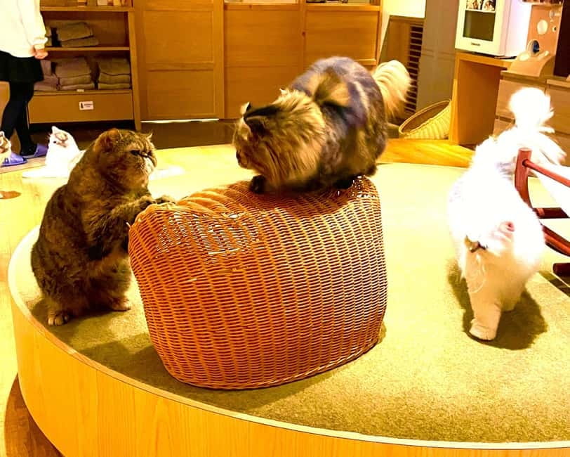 Tokyo: Gotokuji Cat Temple, Shinjuku Cat Cafe & 3D Cat Tour - Should you book the Gotokuji cat tour?