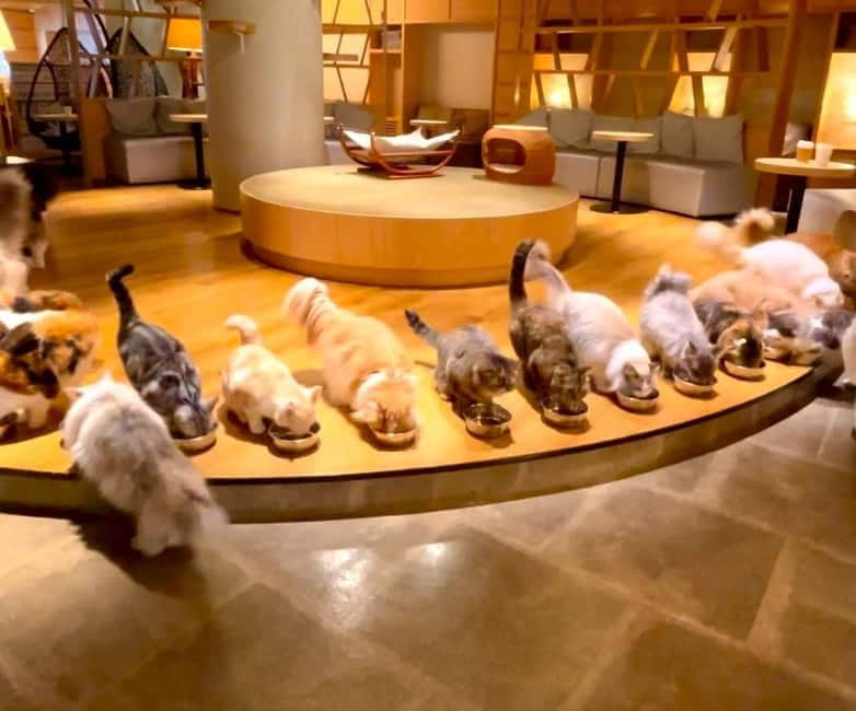 Tokyo: Gotokuji Cat Temple, Shinjuku Cat Cafe & 3D Cat Tour - Thirty minutes at Cat Cafe Mocha Lounge