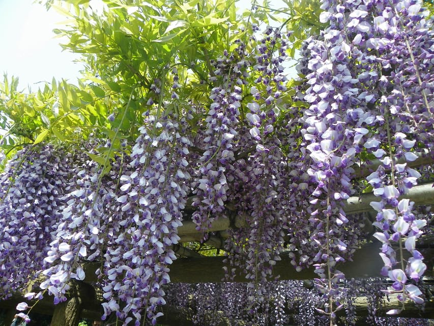 Tokyo: Hama-rikyu Gardens tour with Japanese Tea & Sweets - Kaiyushiki design and the pleasure of moving through a garden