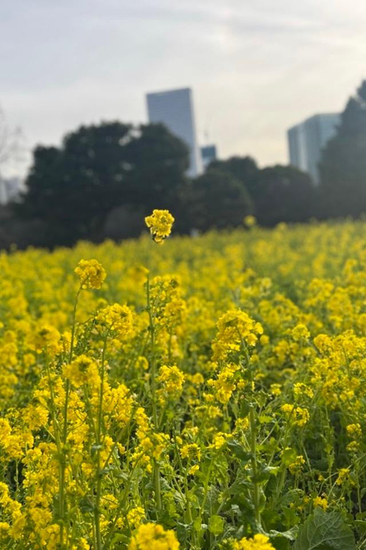 Tokyo: Hama-rikyu Gardens tour with Japanese Tea & Sweets - What the $85 price buys you
