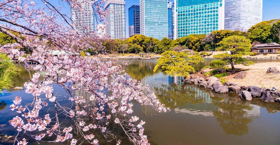 Tokyo: Hama-rikyu Gardens tour with Japanese Tea & Sweets - When to book for the best garden views