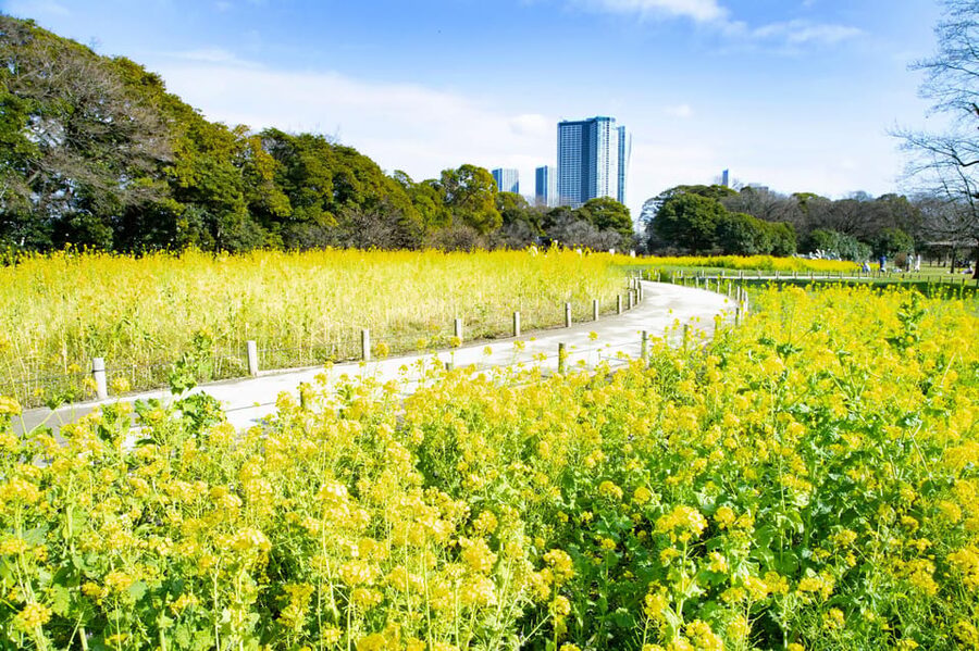 Tokyo: Hama-rikyu Gardens tour with Japanese Tea & Sweets - Karesansui and the art of leaving space empty
