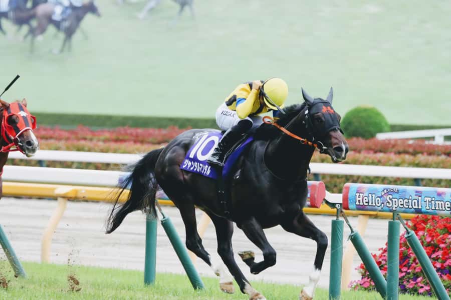 Tokyo: Horse Racing Tour with Local Fan - Why a Tokyo race day makes a good cultural outing