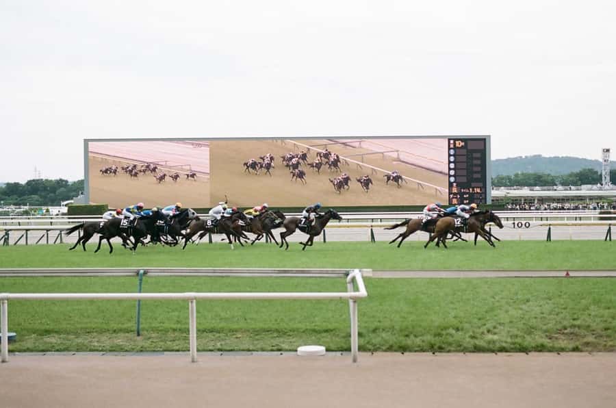 Tokyo: Horse Racing Tour with Local Fan - Learning to place a bet in Japanese yen