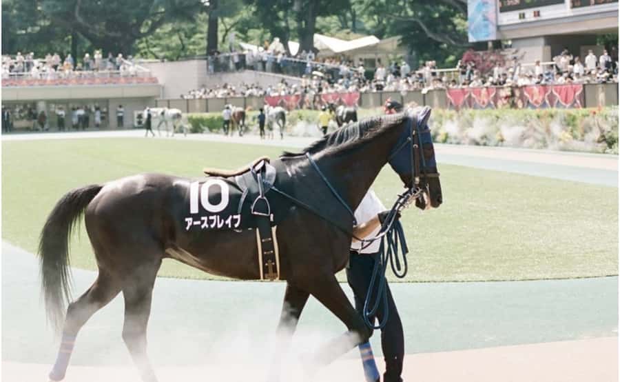 Tokyo: Horse Racing Tour with Local Fan - Sake, cocktails, and racecourse food
