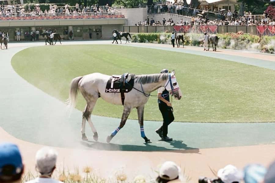 Tokyo: Horse Racing Tour with Local Fan - Who will enjoy this most