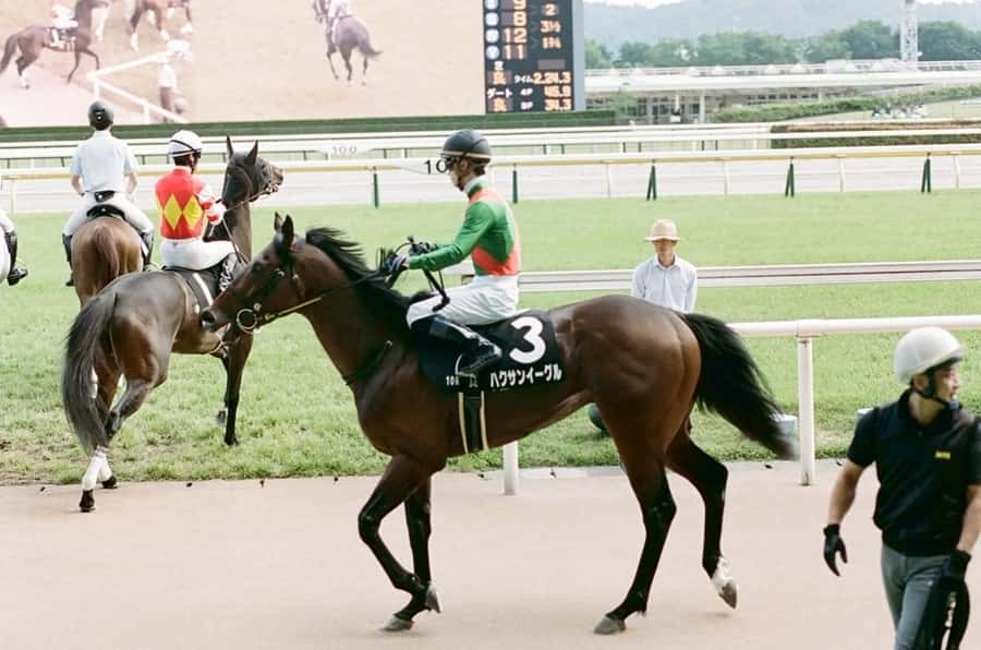 Tokyo: Horse Racing Tour with Local Fan - Practical tips for a smoother race day