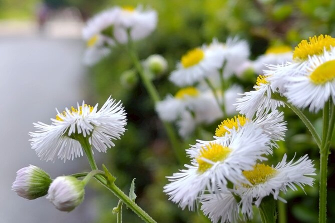 Tokyo: Imperial Palace and Shogun Historical Walking Tour - Ninomaru Garden and the softer side of the walk