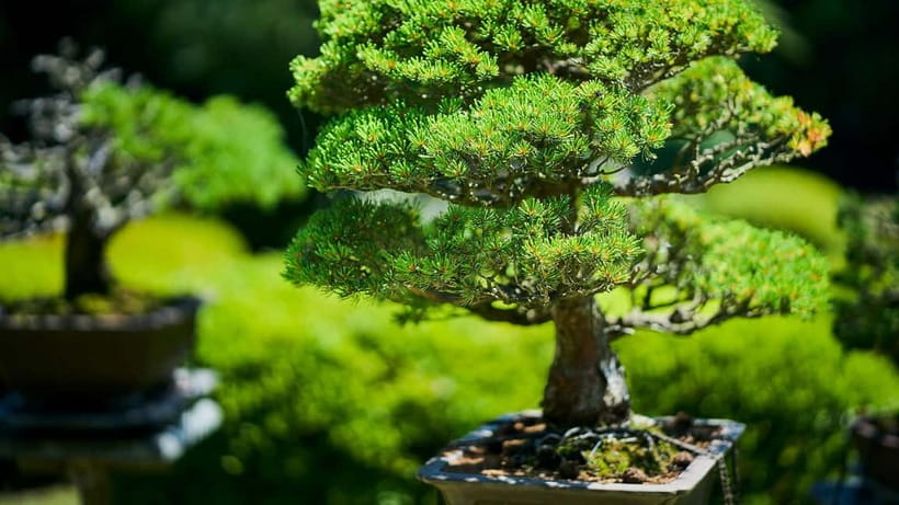 Tokyo: Meiji Shrine Walking Tour — Shinto & Imperial System - The giant cypress torii
