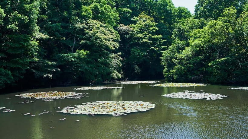 Tokyo: Meiji Shrine Walking Tour — Shinto & Imperial System - The guides make the difference