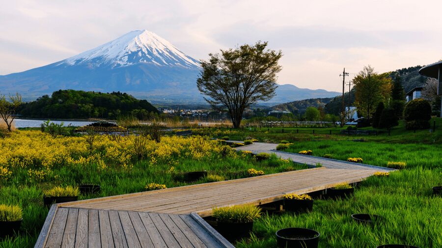 Tokyo: Mt. Fuji Hidden Gems and Aokigahara Forest Tour - Walking through Aokigahara Forest
