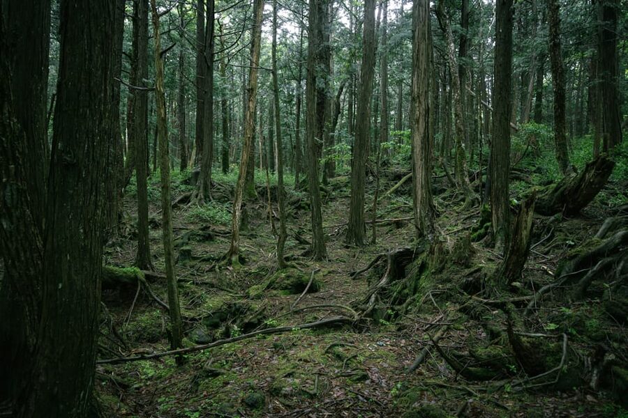 Tokyo: Mt. Fuji Hidden Gems and Aokigahara Forest Tour - What the private car adds to the day