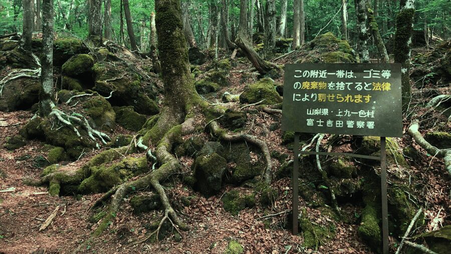Tokyo: Mt. Fuji Hidden Gems and Aokigahara Forest Tour - Oishi Park and Lake Kawaguchi
