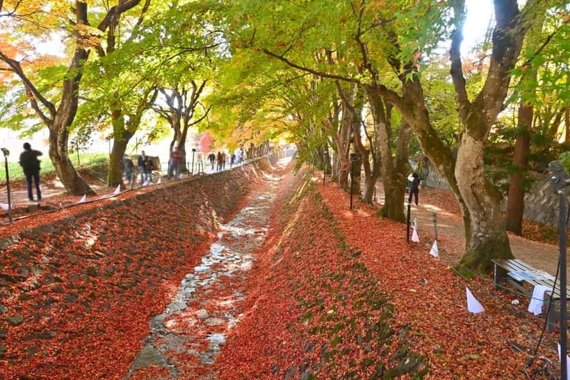 Tokyo:Mt.Fuji,Kawaguchiko Oishi Park,Arakurayama Sengen Park - The $54 price and what you get