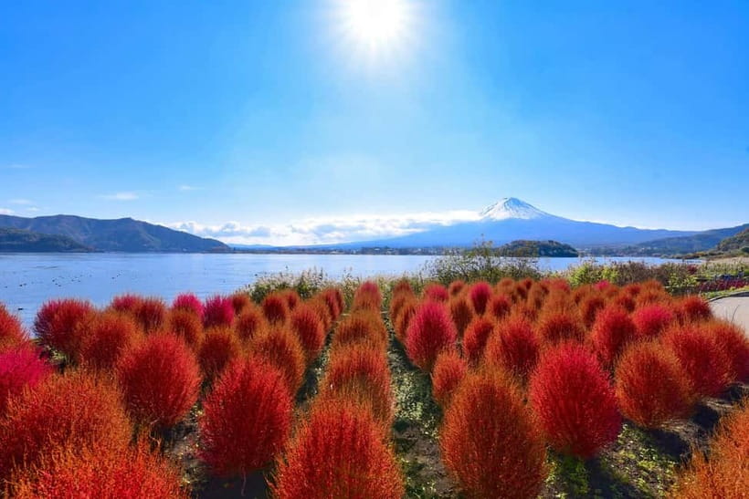 Tokyo:Mt.Fuji,Kawaguchiko Oishi Park,Arakurayama Sengen Park - Oishi Park and the Flower Road