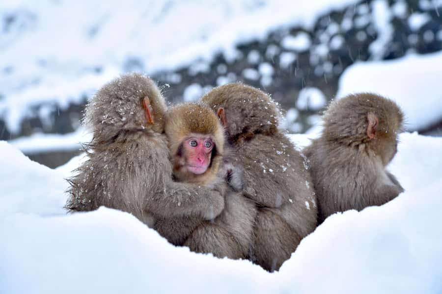 Tokyo/Nagano: private Tour with Snow Monkey Park & Temples - Obuse, miso, and the flavor of Nagano