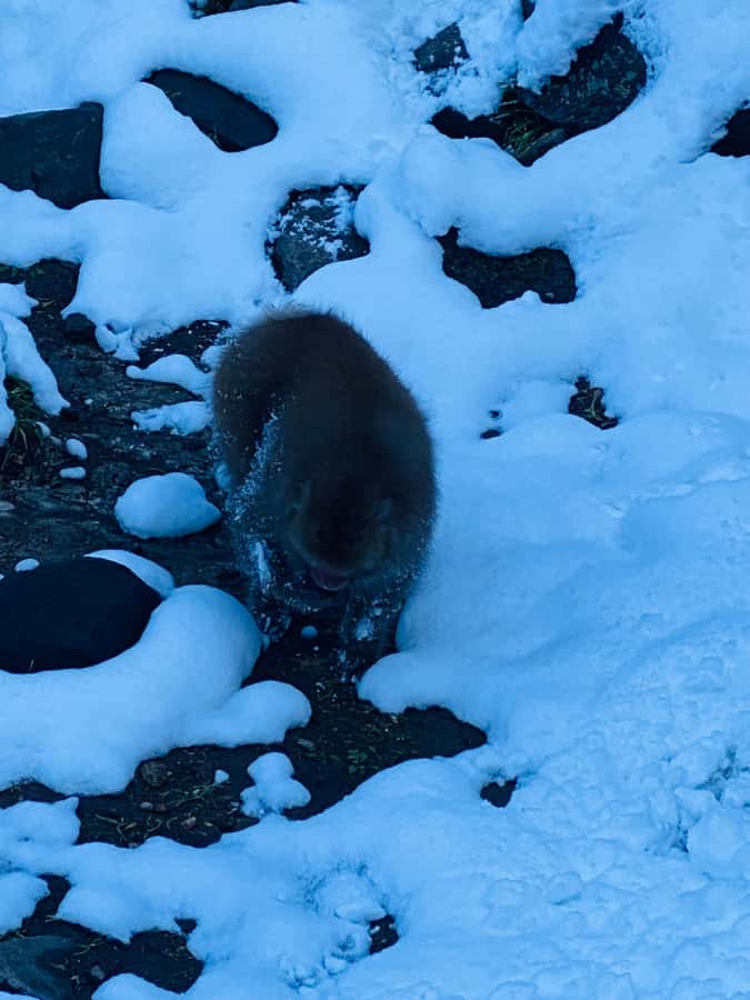 Tokyo/Nagano: private Tour with Snow Monkey Park & Temples - A long, comfortable ride through Honshu