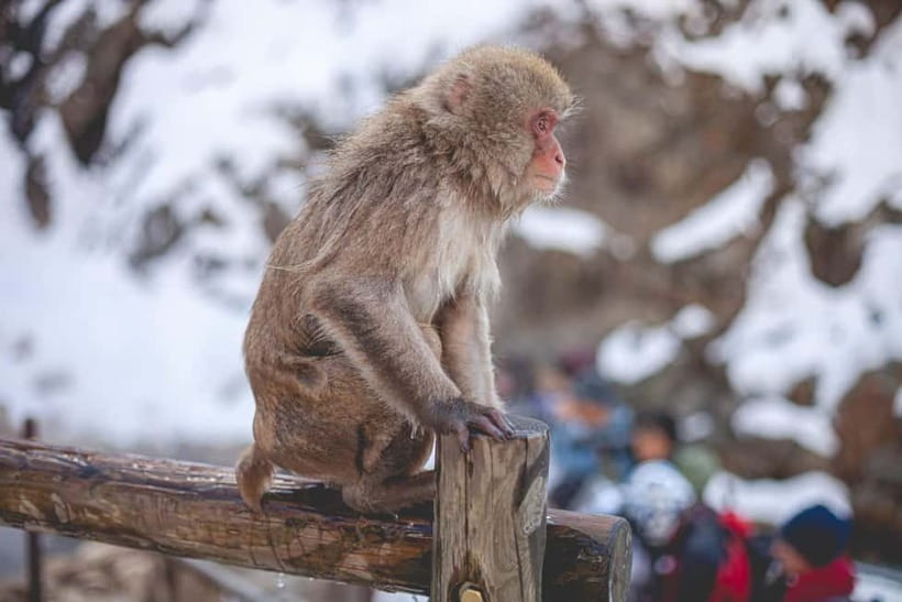 Tokyo: Nagano Snow Monkeys and Zenkoji Tour with Temples - Why the snow monkeys make this Nagano day trip special