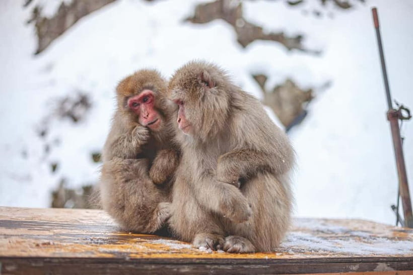 Tokyo: Nagano Snow Monkeys and Zenkoji Tour with Temples - Shibu Onsen is for atmosphere and photographs
