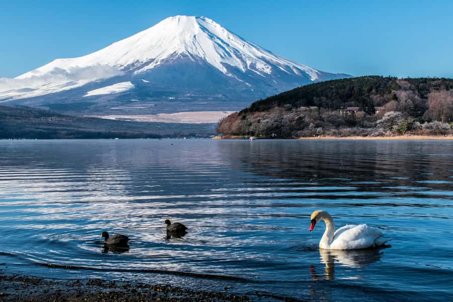 Tokyo: Private Mount Fuji Tour with Pickup and Drop-Off - Key points to know before booking