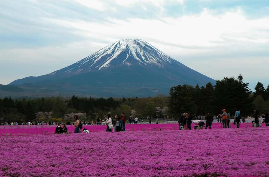 Tokyo: Private Mount Fuji Tour with Pickup and Drop-Off - Oshino Hakkai for springs, houses, and snacks