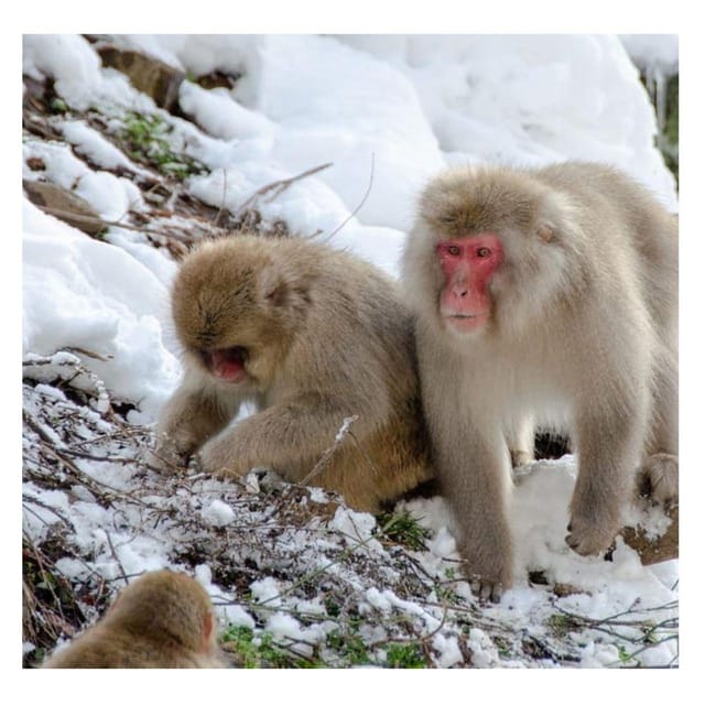 Tokyo: Snow Monkey & Nagano Customiseable Private Day Tour - Why the Snow Monkey Park Is Worth the Long Drive