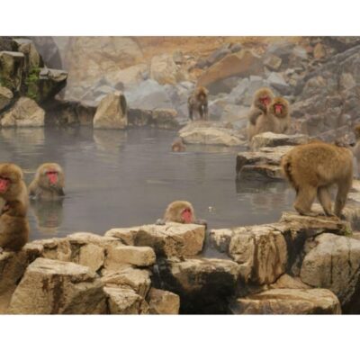 Snow Monkey & Nagano Customiseable Private Day Tour