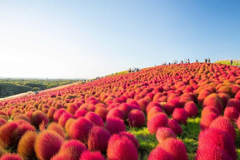 Tokyo: Spring Hitachi Seaside & Ashikaga Flower Park Tour - Key points to know before booking