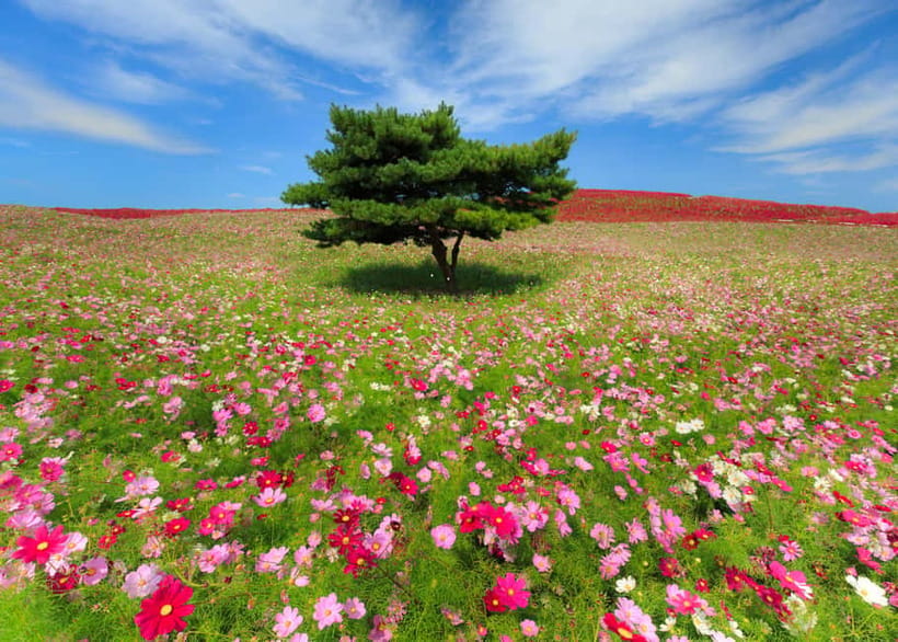 Tokyo: Spring Hitachi Seaside & Ashikaga Flower Park Tour - Should you book the Hitachi and Ashikaga day?