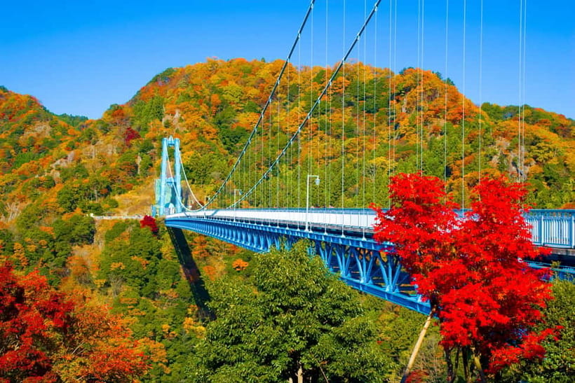 Tokyo: Spring Hitachi Seaside & Ashikaga Flower Park Tour - Why this spring flower pairing works