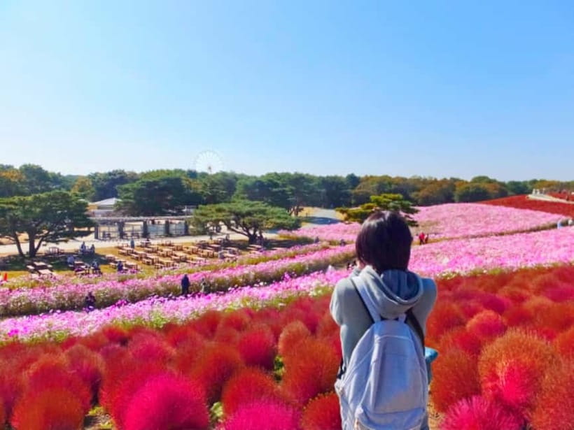 Tokyo: Spring Hitachi Seaside & Ashikaga Flower Park Tour - Hitachi Seaside Park and the blue Miharashi Hill