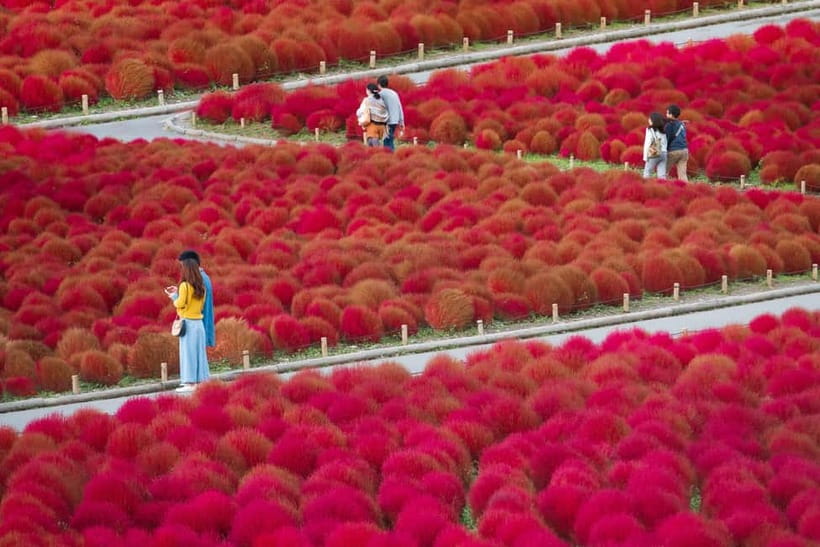 Tokyo: Spring Hitachi Seaside & Ashikaga Flower Park Tour - Mibu Michi no Eki, a short local-flavor break