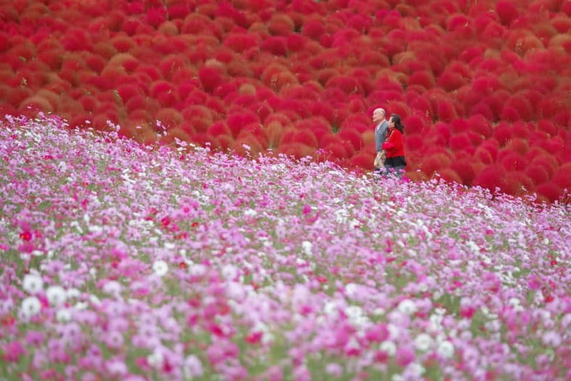 Tokyo: Spring Hitachi Seaside & Ashikaga Flower Park Tour - The ride back and the real cost of a full day