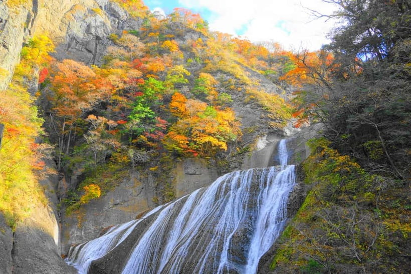 Tokyo: Spring Hitachi Seaside & Ashikaga Flower Park Tour - Who should book this tour