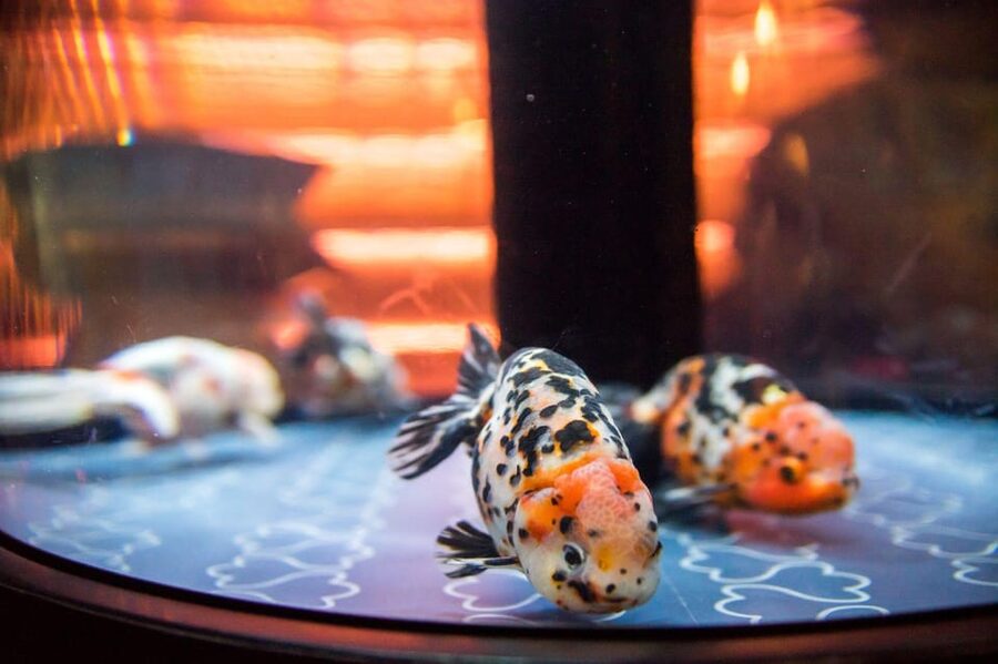 Tokyo: Sumida Aquarium Entry Ticket - Sitting beside the tanks instead of rushing past them