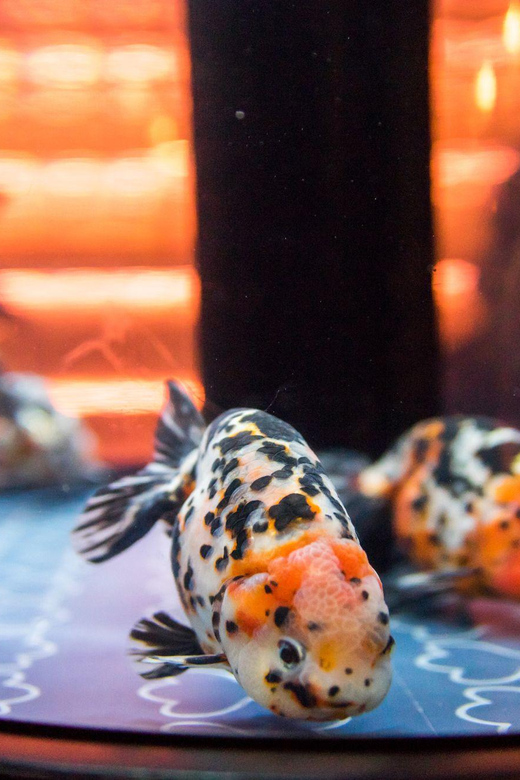 Tokyo: Sumida Aquarium Entry Ticket - Bags, cameras, pets, and other practical rules