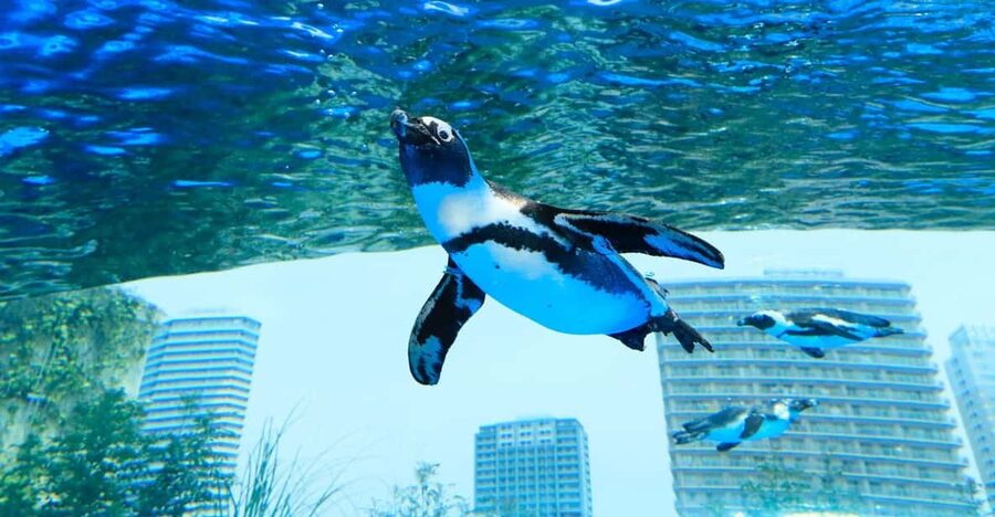 Tokyo: Sunshine Aquarium Entry Ticket - Key points at a glance