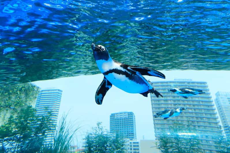 Tokyo: Sunshine Aquarium Entry Ticket - Food, drinks, and the limits of the ticket