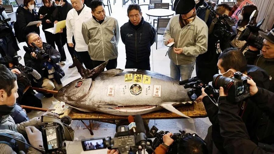 Tokyo: Toyosu Tuna Auction &Tsukiji Market Gourmet Adventure - Toyosu from 5:00 to 7:45 AM
