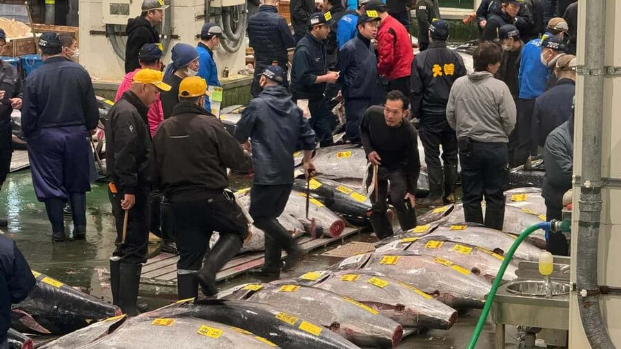 Tokyo: Toyosu Tuna Auction &Tsukiji Market Gourmet Adventure - FAQ