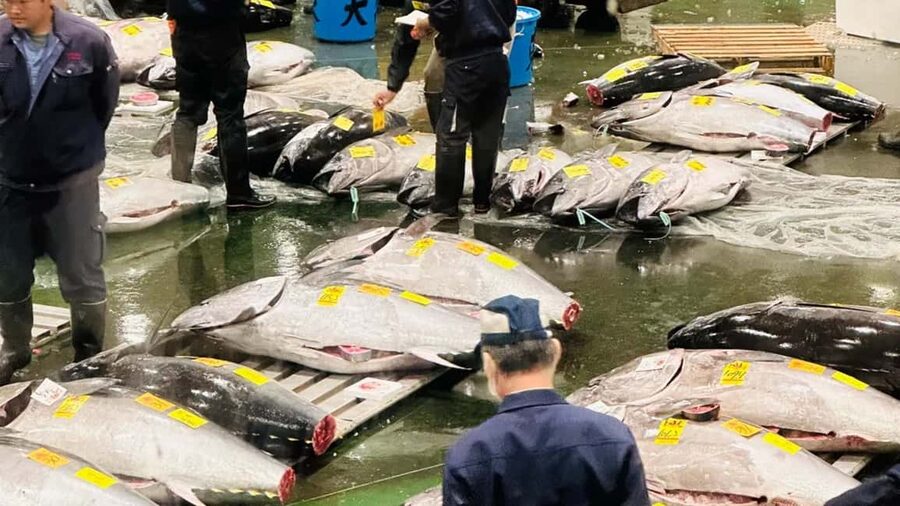 Tokyo: Toyosu Tuna Auction &Tsukiji Market Gourmet Adventure - How the first-floor lottery changes the experience