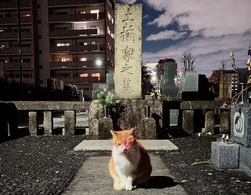 Tokyo: True Crime And Ghost Stories Tour - Kabukicho: crime beside the neon
