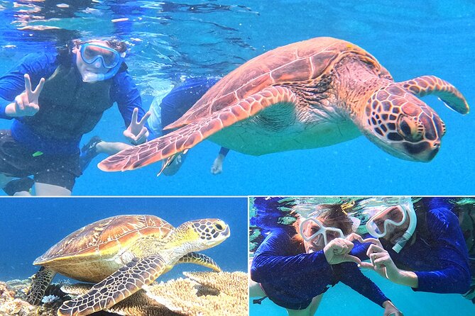 Turtle Snorkeling in Ishigaki - Fluent English! Small Group! - Key points at a glance