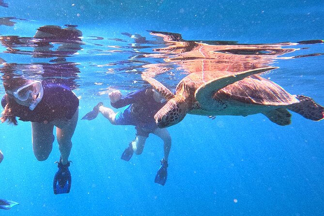 Turtle Snorkeling in Ishigaki - Fluent English! Small Group! - Sea turtles without a boat ride