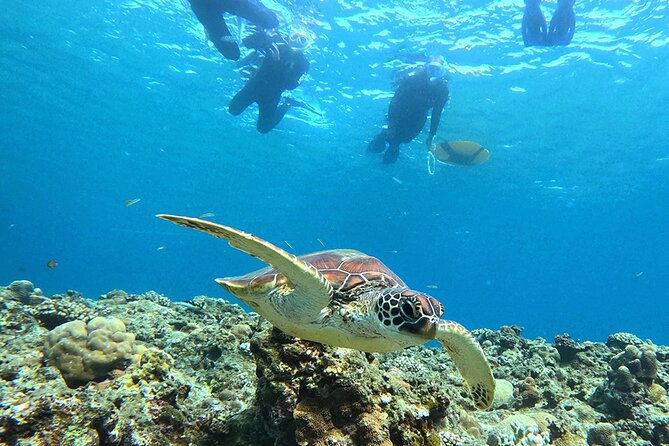 Turtle Snorkeling in Ishigaki - Fluent English! Small Group! - Coral, fish, sharks, and more than turtles