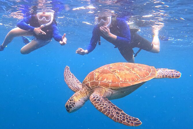 Turtle Snorkeling in Ishigaki - Fluent English! Small Group! - Why the small group matters