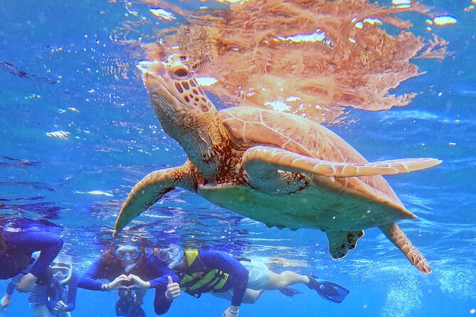 Turtle Snorkeling in Ishigaki - Fluent English! Small Group! - Is $72.26 good value?